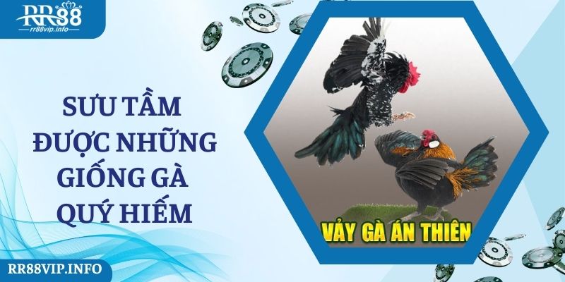 Sưu tầm được những giống gà quý hiếm