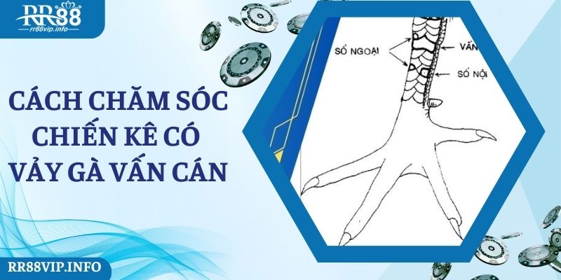 Cách chăm sóc chiến kê có vảy gà vấn cán